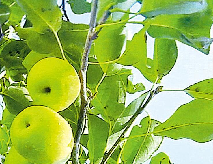 绿色巴州新境界 原汁原味原生态